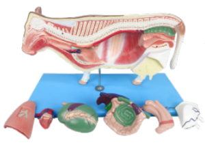 Anatomia da Vaca