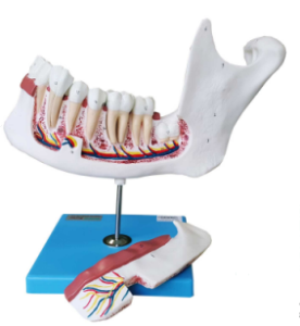 Anatomia do Dente e Mandíbula Inferior de um Jovem (18 anos), em 6 Partes