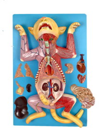 Anatomia do Gato, em Placa