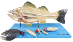 Anatomia do Peixe