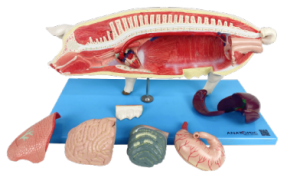 Anatomia do Porco