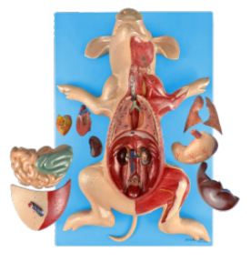 Anatomia do Porco, em Placa