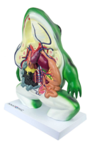 Anatomia do Sapo em Corte Coronal, em Resina