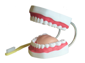 Arcada Dentária com Língua e Escova